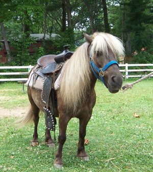 pipcture of a pony